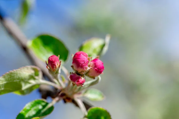 Çiçek Tomurcukları Olan Elma Ağaçlarının Dalları Üzerinde — Stok fotoğraf
