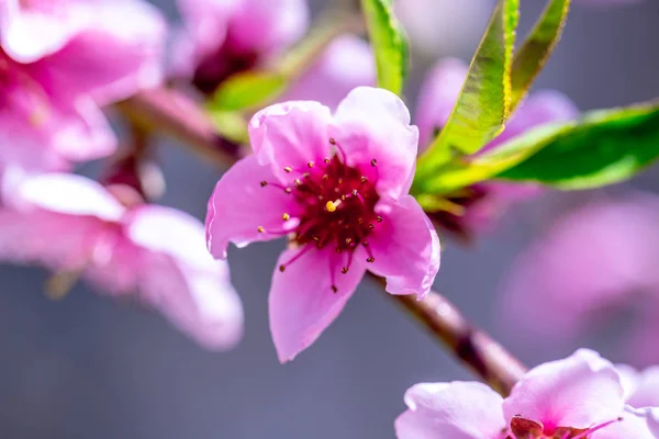 Mooie Bloeiende Perzikbomen Het Voorjaar Een Zonnige Dag Soft Focus — Stockfoto