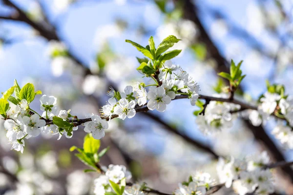 春の日 青空を背景に桜の花々 — ストック写真