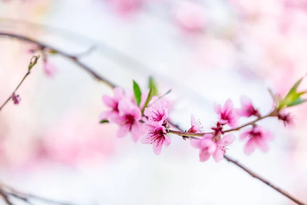 Mooie Bloeiende Perzikbomen Het Voorjaar Een Zonnige Dag Soft Focus — Stockfoto