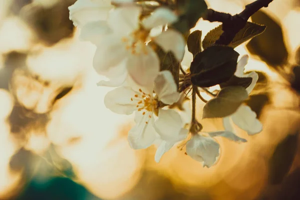 Pięknych Kwitnących Jabłoni Wiosnę Słoneczny Dzień — Zdjęcie stockowe