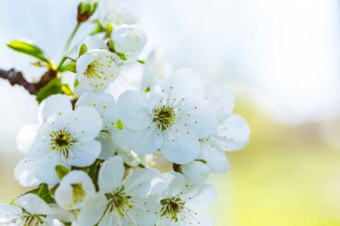 Kiraz çiçeklerinin çiçekleri bir bahar günü arka planda mavi gökyüzü