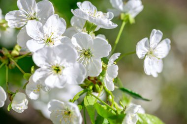 Kiraz çiçeklerinin çiçekleri bir bahar günü arka planda mavi gökyüzü