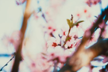 Güneşli bir bahar güzel çiçek şeftali ağaçları. Yumuşak odak, doğal bulanıklık