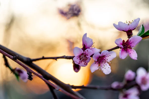 Mooie bloeiende perzikbomen in het voorjaar op een zonnige dag. Soft focus ondervraagt natuurlijke vervagen — Stockfoto