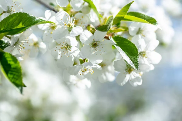 春の日、青空を背景に桜の花々 — ストック写真