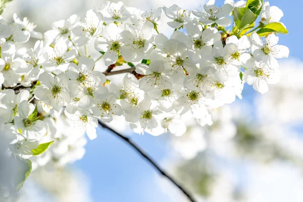 春の日、青空を背景に桜の花々 — ストック写真