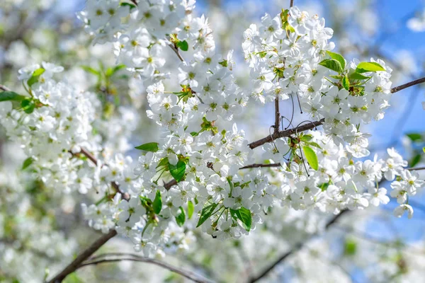 春の日、青空を背景に桜の花々 — ストック写真