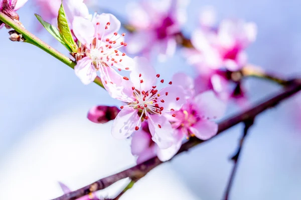 Piękne drzewa kwitnące brzoskwini na wiosnę w słoneczny dzień. Nieostrość, naturalne rozmycie — Zdjęcie stockowe