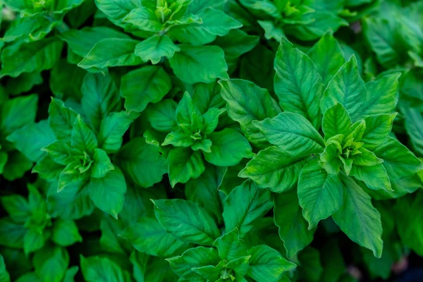 La menthe verte fraîche pousse au potager — Photo