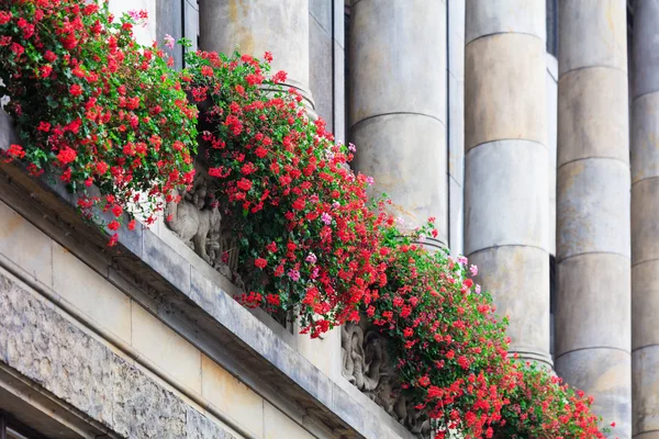 Beautiful Red Flowers Old Building — Stock Photo, Image