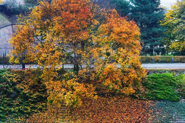 Beautiful Autumn Tree Park — Stock Photo, Image