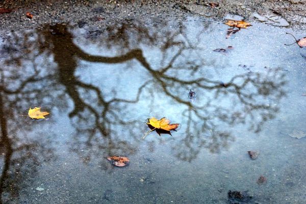 sonbahar ağaçlar ve onların yansıma su