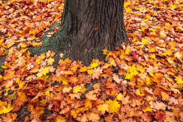 공원에서 나무의 — 스톡 사진