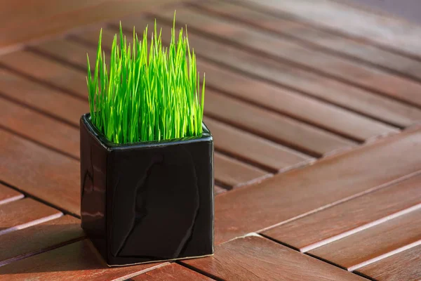 Siyah Bir Tencerede Genç Yeşil Pirinç Bitki — Stok fotoğraf