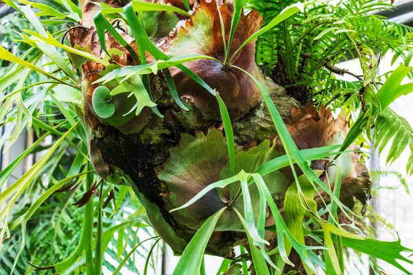 Gröna Blad Växt Parasit Ett Träd — Stockfoto