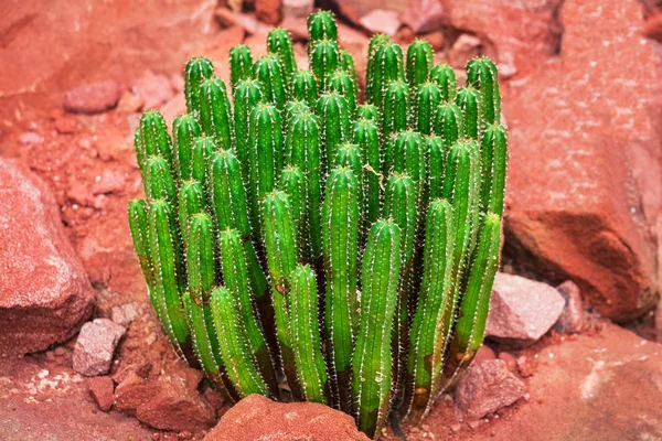 Cactus Fondo Piedras Rojas — Foto de Stock