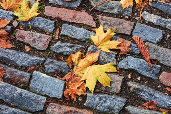 石质路面上的秋枫叶 — 图库照片