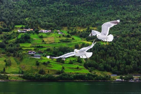 Algumas Gaivotas Sobre Fiorde Noruega — Fotografia de Stock