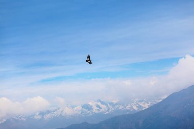 Colca kanyonunda uçan akbaba, Peru