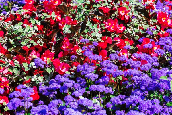 Hermosa Cama Flores Con Flores Color Púrpura Rojo —  Fotos de Stock