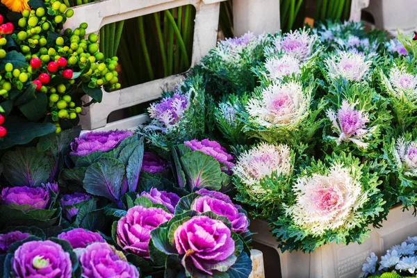 Kleurrijke Decoratieve Kool Een Bloemenwinkel — Stockfoto