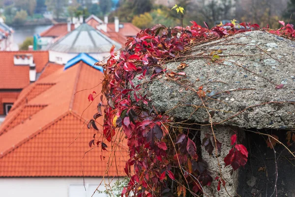 Ivy Nära Upp Med Utsikt Över Kaklat Tak — Stockfoto