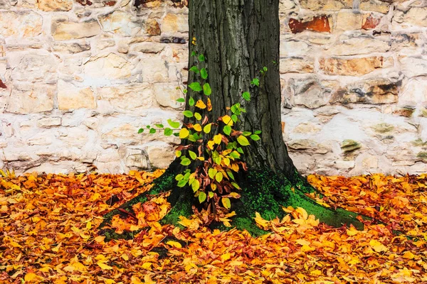 Höstlöv Träd Parken — Stockfoto