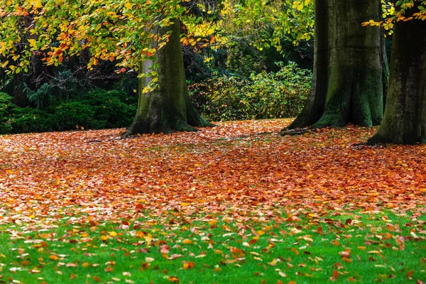 Hojas Otoño Árboles Parque — Foto de Stock