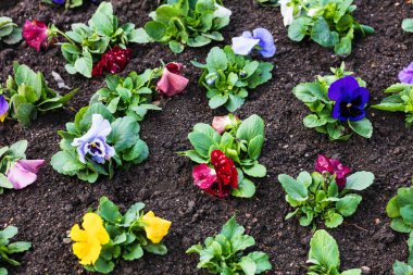 Çiçek tarlasında çiçek fideleri