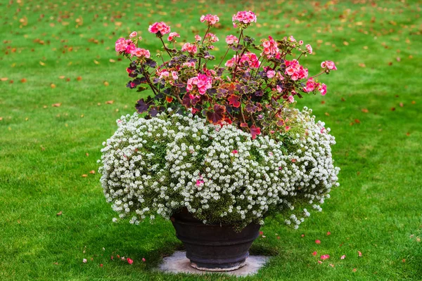 Flores Blancas Rojas Una Maceta Parque — Foto de Stock