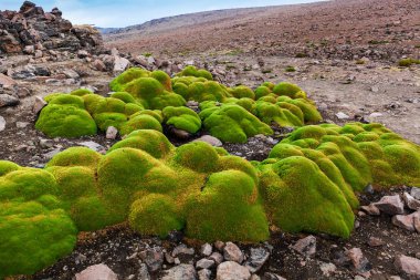 Bir dağ geçidi Yareta kolonisi.