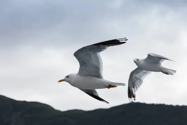 天空中的两只美丽的海鸥 — 图库照片