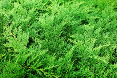 arka plan olarak yeşil kozalaklı bitki