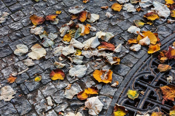 Rejillas de hierro para la protección de las raíces de los árboles en la ciudad — Foto de Stock