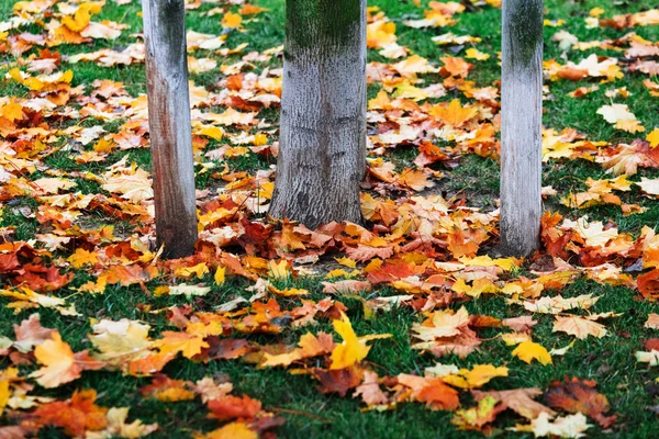 Folhas de outono de árvores no parque — Fotografia de Stock