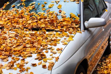 Sonbahar yaprakları ile kaplı araç