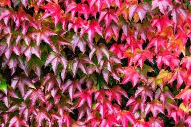 Ivy ile kırmızı ve yeşil sonbahar arka plan