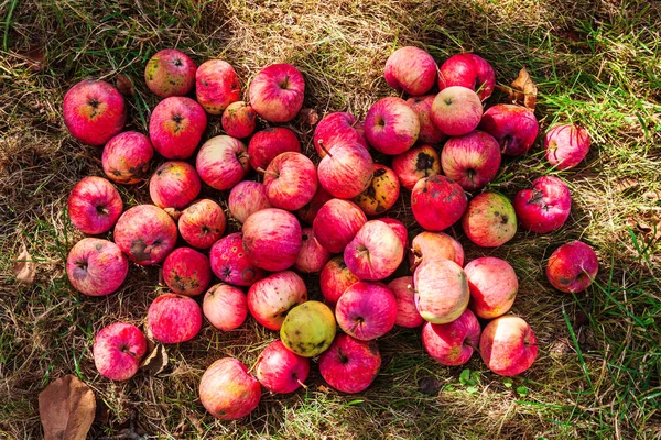 Красные яблоки в осенней траве — стоковое фото