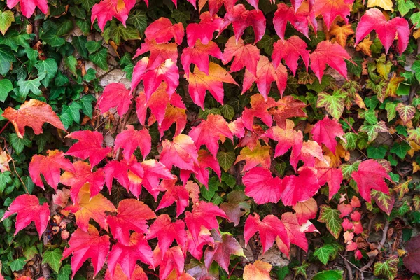 Fondo de otoño rojo y verde con hiedra —  Fotos de Stock