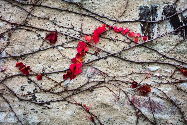 Hera na parede de pedra — Fotografia de Stock