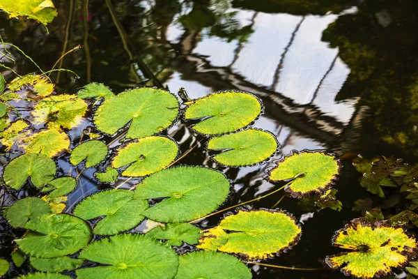 Лист лилии в пруду — стоковое фото