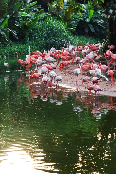 Bando Flamingos Lago — Fotografia de Stock