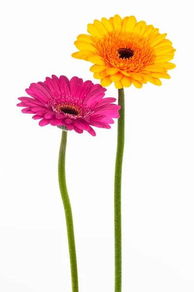 Gelbe Und Rosa Gerber Auf Weißem Hintergrund — Stockfoto