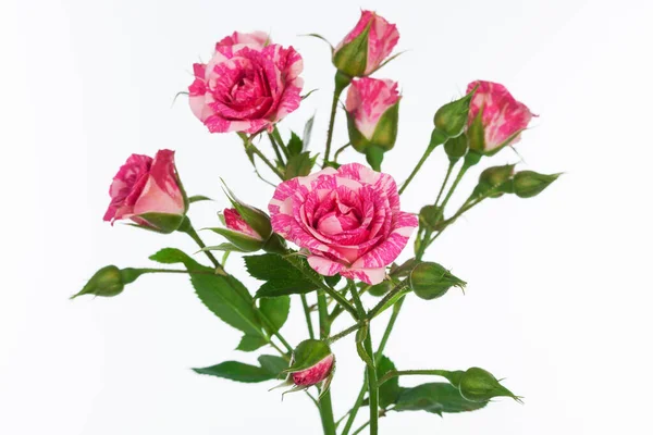 Hermosa Rama Rosas Sobre Fondo Blanco — Foto de Stock