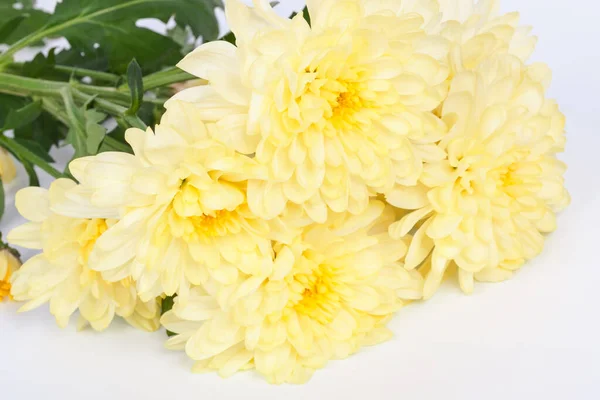 Gele Chrysanten Een Witte Achtergrond — Stockfoto