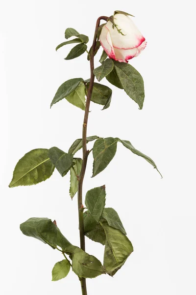 Hermosa Rosa Muerta Sobre Fondo Blanco — Foto de Stock