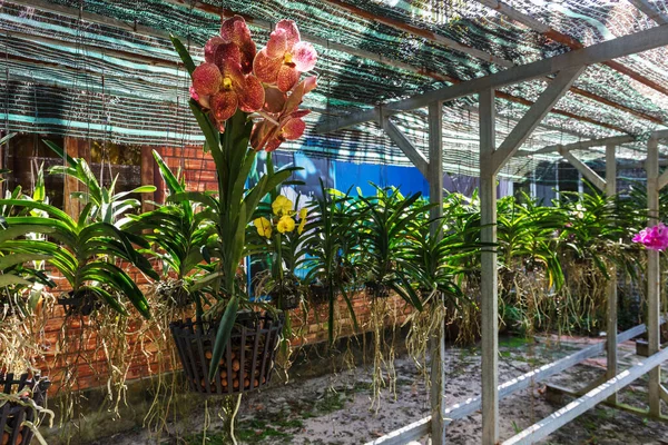 Plantas Orquídeas Tropicales Invernadero —  Fotos de Stock