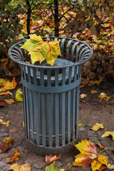 Folha Bordo Uma Lata Lixo Outono — Fotografia de Stock