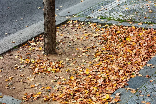 Tree Fallen Leaves City — Stock Photo, Image